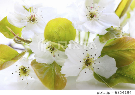 透きとおる白い花びらの梨の花 6854194