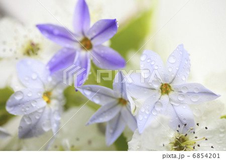 水滴に濡れるハナニラと梨の花 6854201