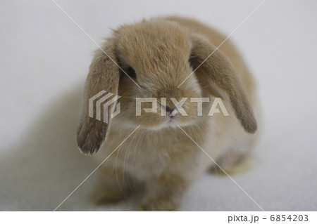 ロップイヤーラビット 6854203