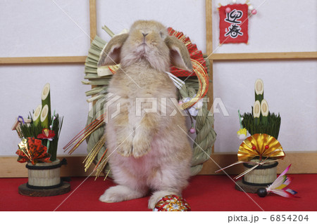 立ちポーズのウサギのお正月 6854204