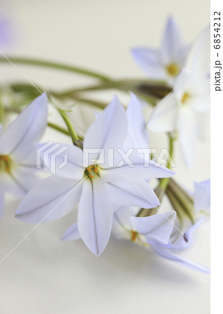 春の紫色の花ハナニラ 春の紫色の花ハナニラ 6854212