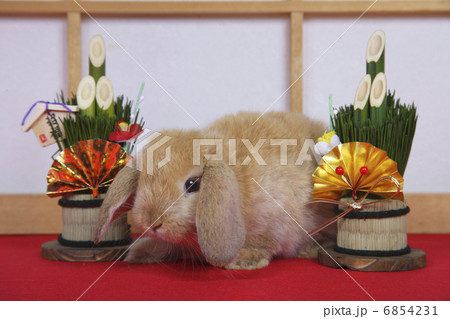 門松とウサギのお正月 門松とウサギのお正月 6854231