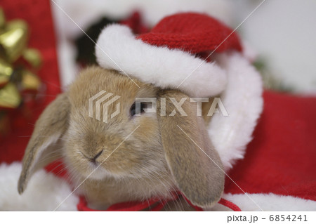 ウサギさんのクリスマスの写真素材 ウサギさんのクリスマスの写真素材
