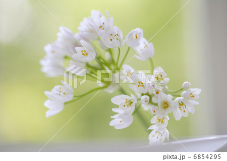 小さい白い花のアリュームのブーケ 小さい白い花のアリュームのブーケ 6854295