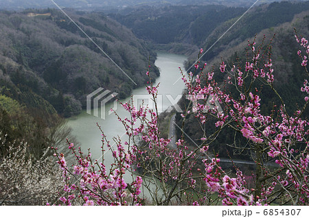 月ヶ瀬梅渓 6854307