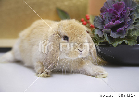 葉牡丹とウサギ 葉牡丹とウサギ 6854317