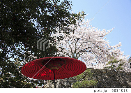 赤い傘と桜 6854318