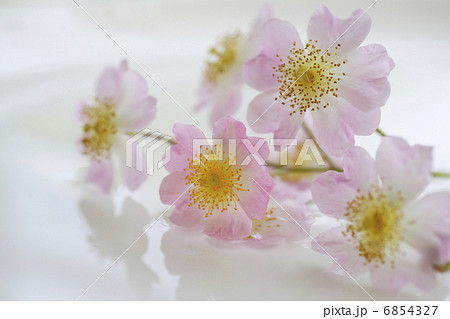 野ばら 野ばら 6854327