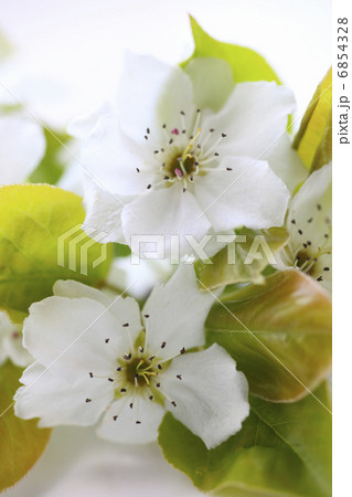 透きとおる白い花びらの梨の花 6854328