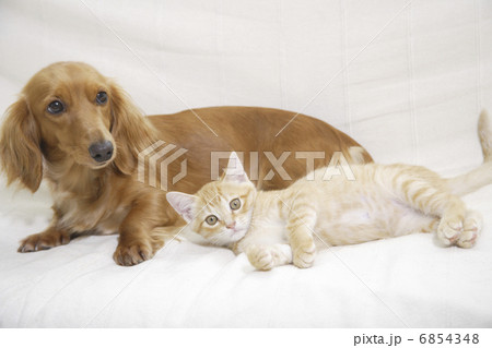 ベッドで仲良しミニチュアダックスと子猫 6854348