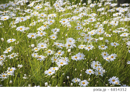 マーガレットのお花畑 6854352