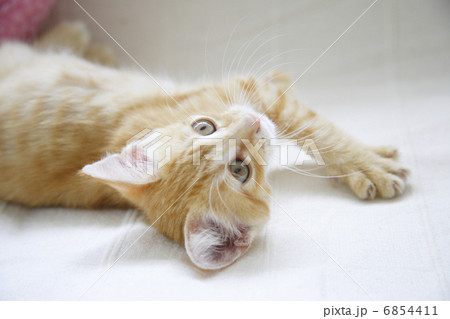 じゃれて寝ころぶ子猫 じゃれて寝ころぶ子猫 6854411