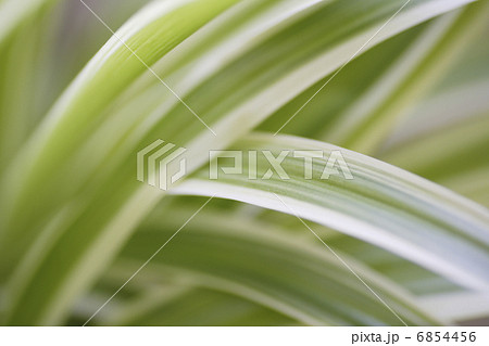 観葉植物のオリヅルラン 観葉植物のオリヅルラン 6854456