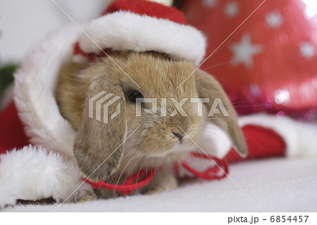 ウサギさんのクリスマス 6854457
