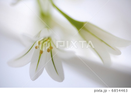 春の花アリューム 6854463