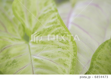 観葉植物のシンゴニウム 6854473