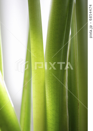 観葉植物グリーン 6854474