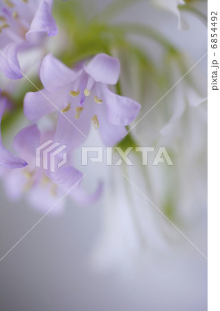 春の花のアリューム 6854492