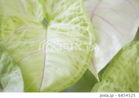 観葉植物のシンゴニウム 6854525