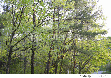 新緑の森 6854532
