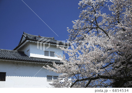 桜咲く彦根城 6854534