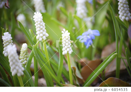 白いムスカリの花 6854535