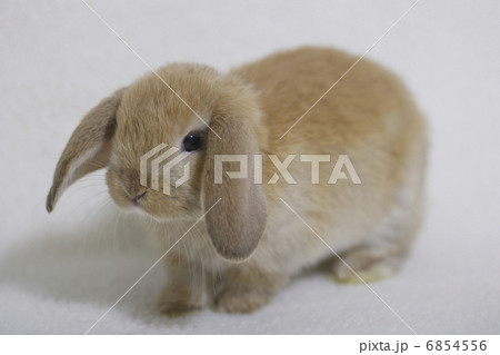 ロップイヤーラビット 6854556