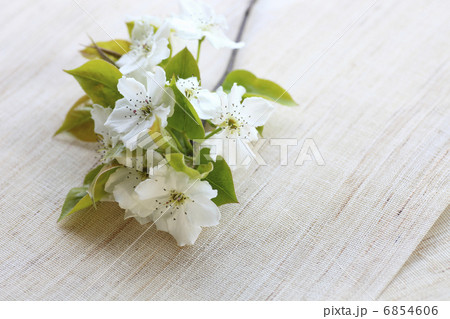 透きとおる白い花びらの梨の花 透きとおる白い花びらの梨の花 6854606
