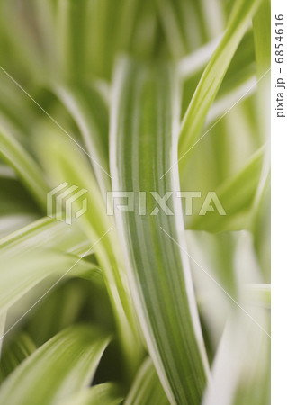 オリヅルラン 6854616