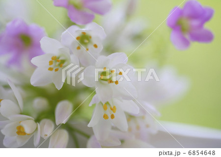 小さい花のアリュームとオキザリスのブーケ 小さい花のアリュームとオキザリスのブーケ 6854648