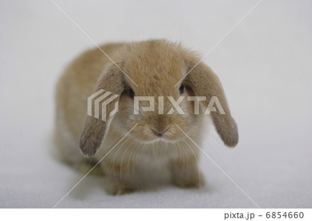 ロップイヤーラビット 6854660