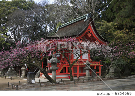 紅梅と北野天満宮 紅梅と北野天満宮 6854669