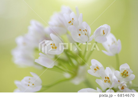 小さい白い花のアリュームのブーケ 小さい白い花のアリュームのブーケ 6854670