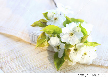 透きとおる白い花びらの梨の花 6854672