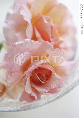 ガラスの器に彩られた美しい薔薇 6854727