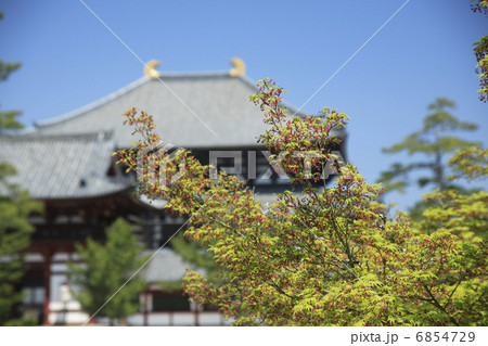 若葉と東大寺 若葉と東大寺 6854729