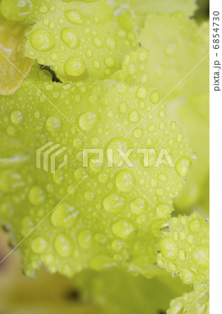 雨上がりのヒューケラ 6854730