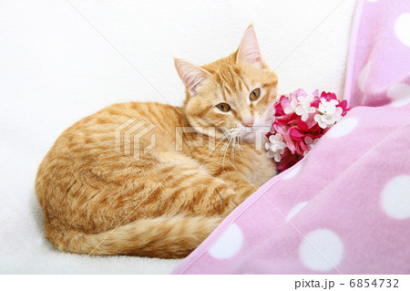 ソファでリラックスする茶トラ猫 ソファでリラックスする茶トラ猫 6854732