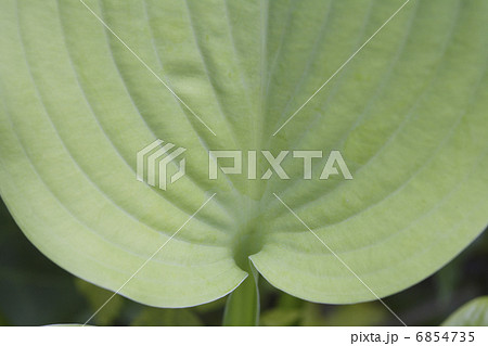 ギボウシの葉 ギボウシの葉 6854735