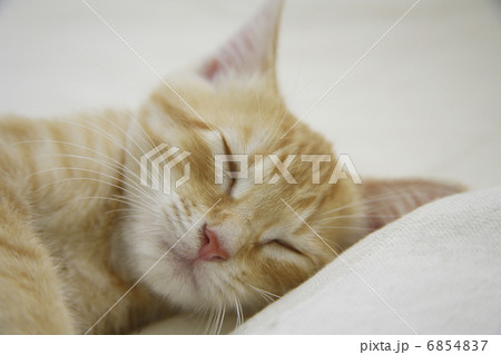 ベッドで爆睡する子猫のアップ ベッドで爆睡する子猫のアップ 6854837