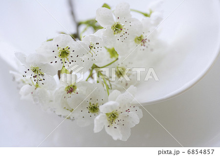白い梨の花 6854857