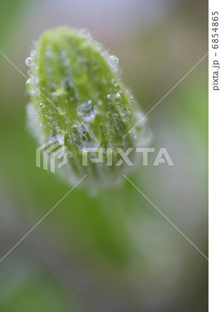雨上がりのクレマチスのつぼみ 6854865