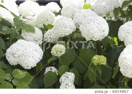 ナチュラルガーデンの初夏に咲くアナベル 6854867