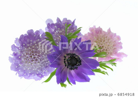 紫のアネモネとマツムシソウの花束 6854918