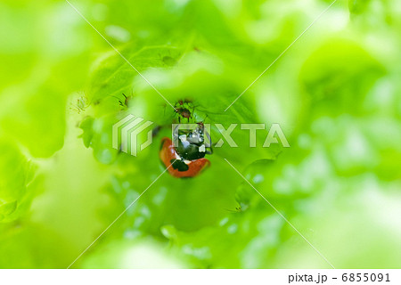 アブラムシを食べるてんとう虫 アブラムシを食べるてんとう虫 6855091