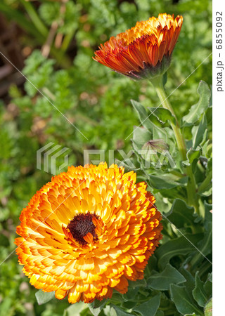 カレンデュラ カレンデュラ 6855092