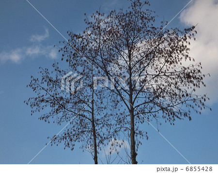 広葉樹 6855428