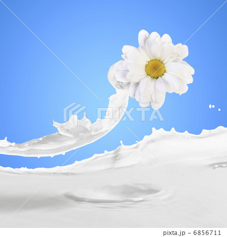 Image of milk splashes Image of milk splashes 6856711