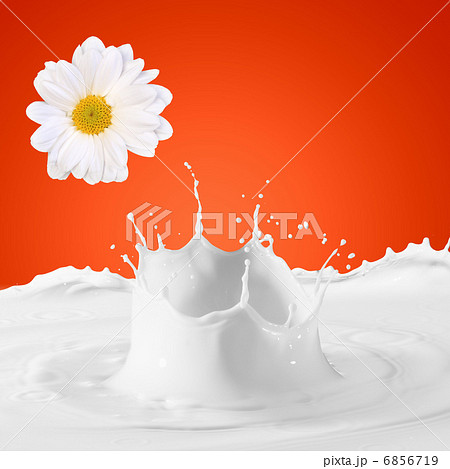 Image of milk splashes Image of milk splashes 6856719