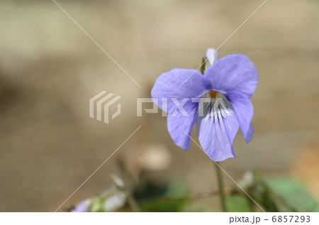タチツボスミレ（立坪菫） 6857293